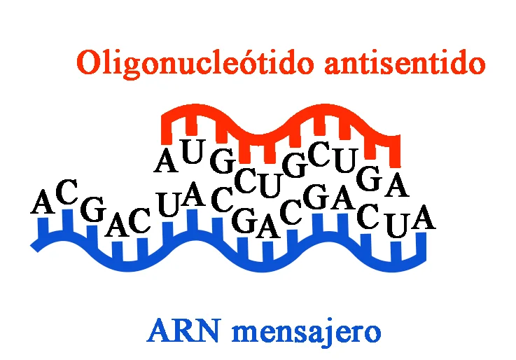 Nucleotidoantisentido